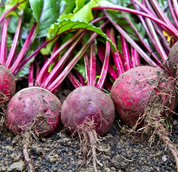 Beetroot: Meet the producers