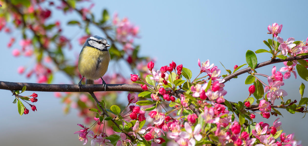 How to feed wild birds in your garden | Asda Good Living