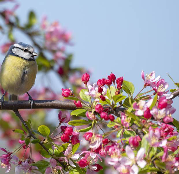 How to feed wild birds in your garden | Asda Good Living
