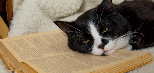 9 animals who love reading as much as you do