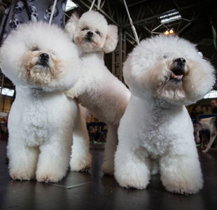 7 dogs you might NOT expect to see at Crufts