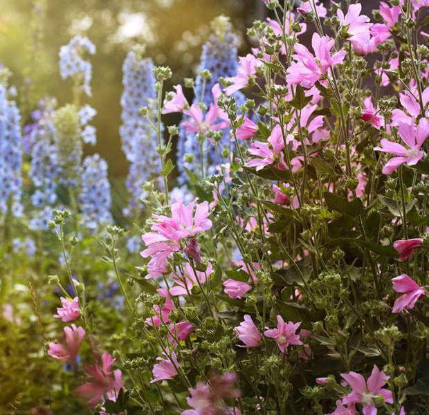 Get into the garden: How to plant a flower just in time for summer