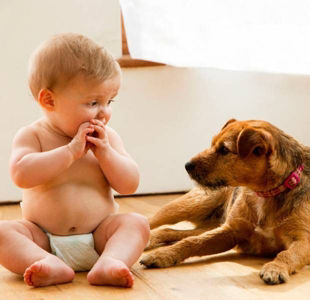 Babies and dogs - how to live in perfect harmony