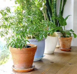 Care for your house plants like a pro