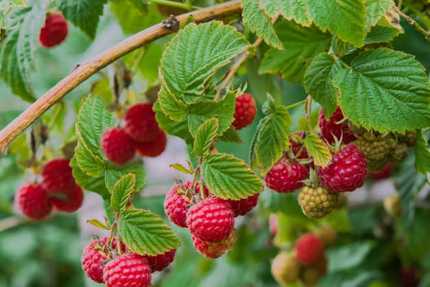 Raspberries: Meet the producers