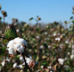 REVEALED: Our approach to sourcing cotton