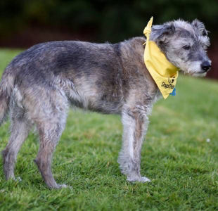 BREAKING NEWS: Britain’s oldest rescue dog finds a new home!