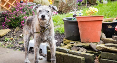 WANTED: Home for Britain's oldest homeless hound